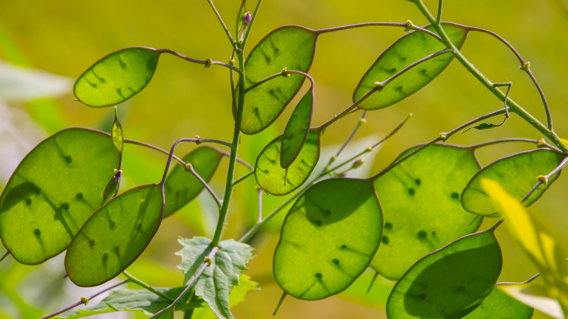 Grüner Silbertaler