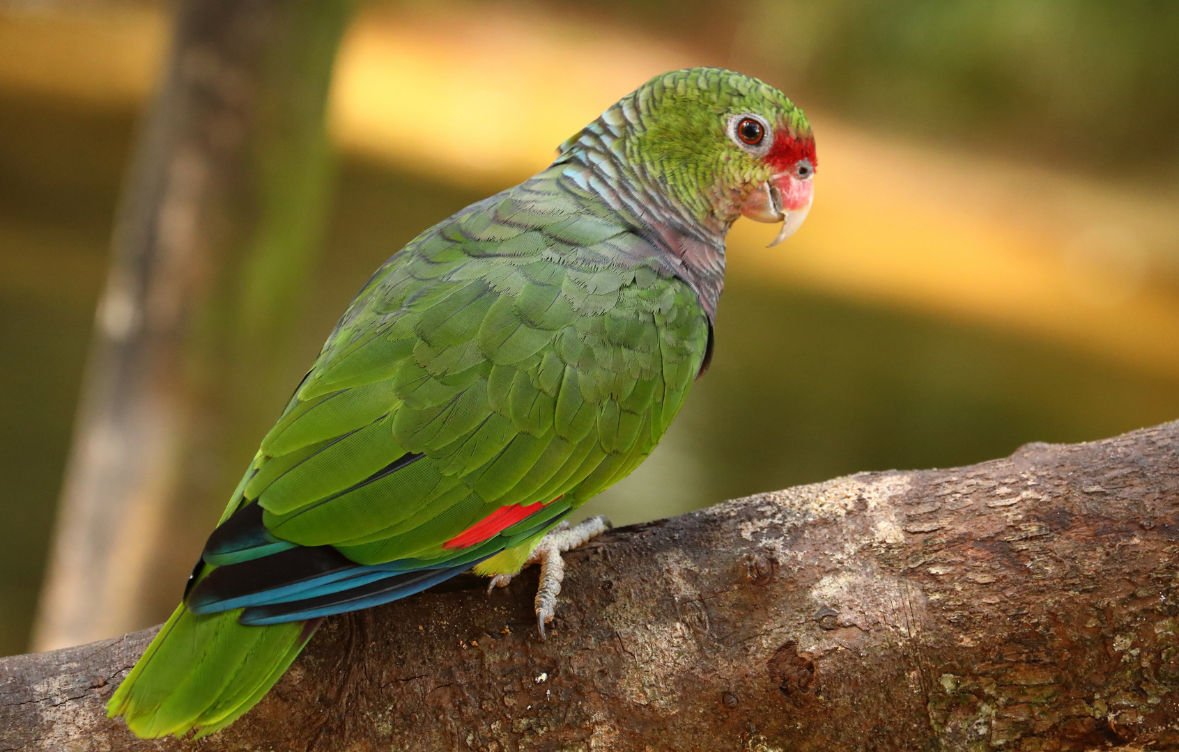 grüner Sittich Foto &amp; Bild | south america, tiere, wildlife Bilder auf ...