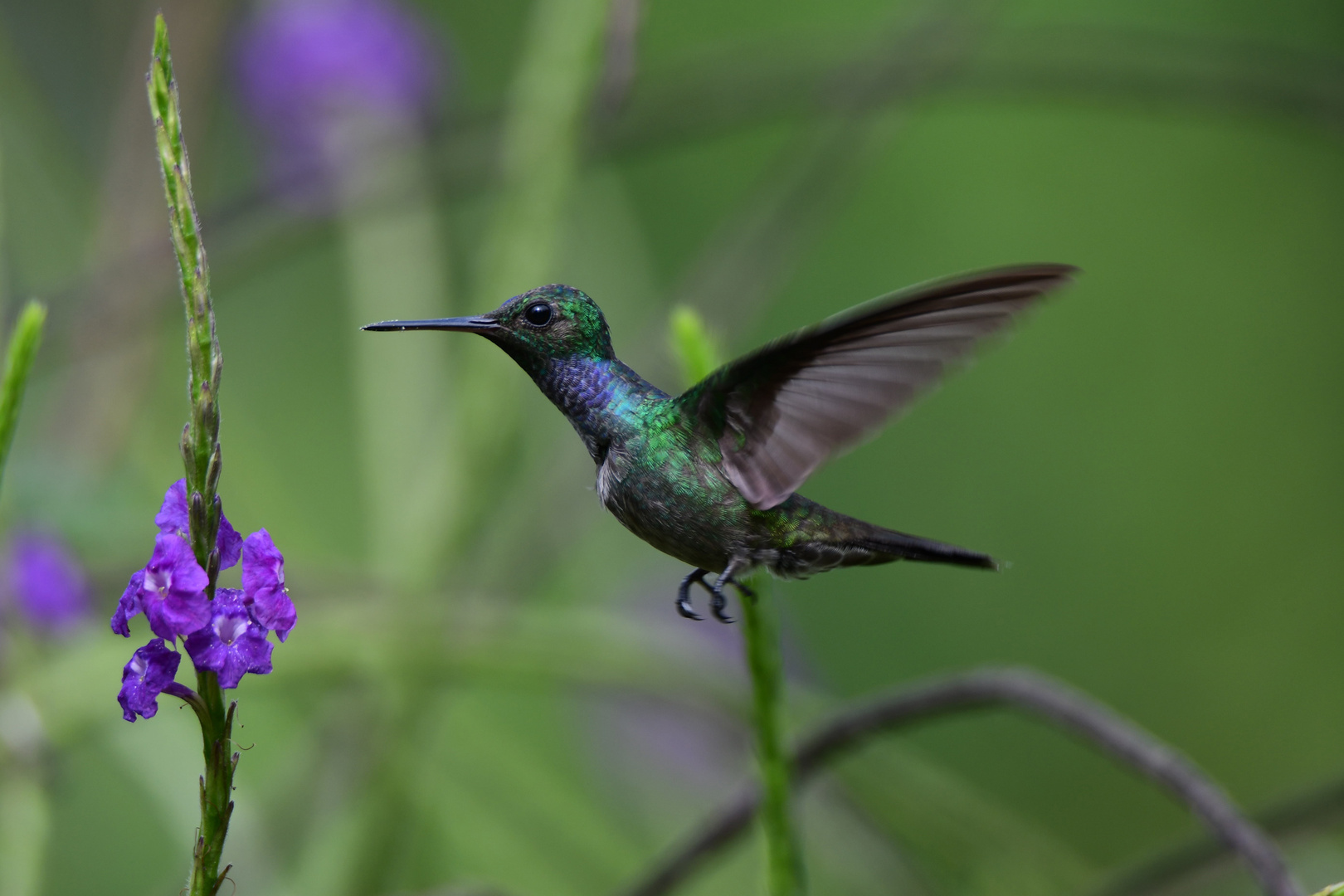 grüner Smaragd-Kolibri