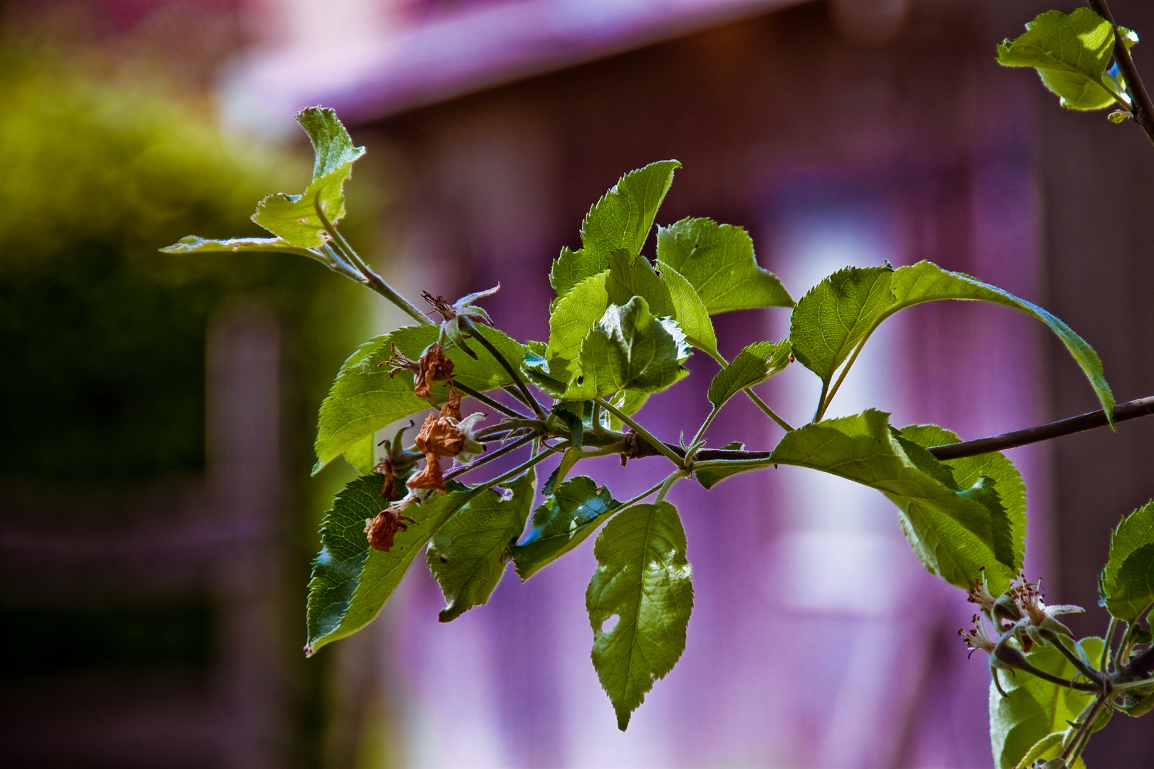 Grüner Sommer