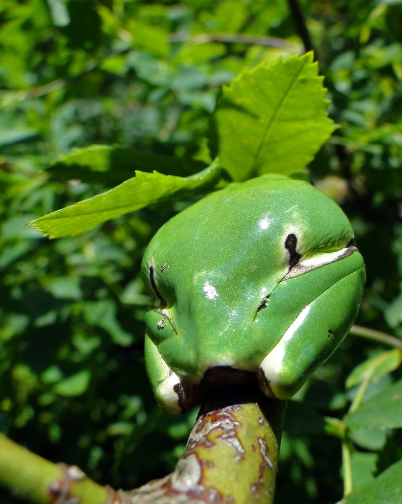 Grüner sonniger ......