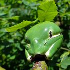 Grüner sonniger ......