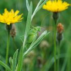 Grüner Spagat