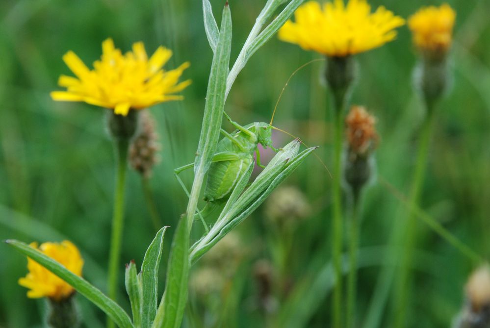 Grüner Spagat