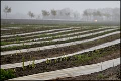 Grüner Spargel