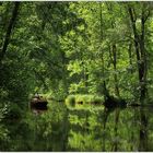 Grüner Spreewald