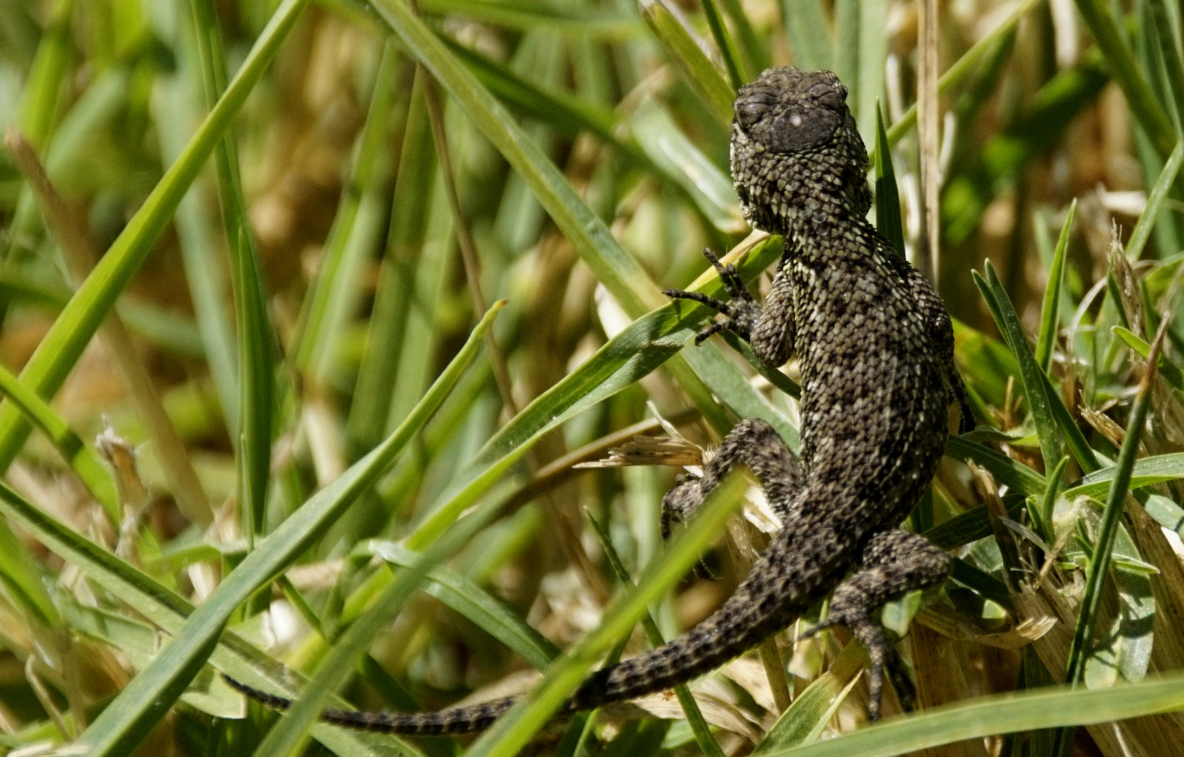 Gruener Stachel-Leguan (Sceloporus Malachiticus)