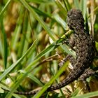 Gruener Stachel-Leguan (Sceloporus Malachiticus)