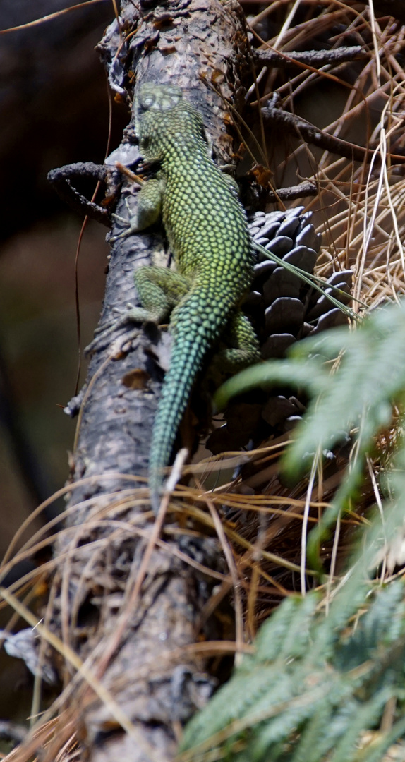 Grüner Stachelleguan II