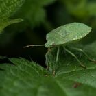 Grüner Stinker