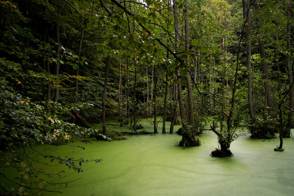 Grüner Sumpf
