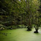 Grüner Sumpf