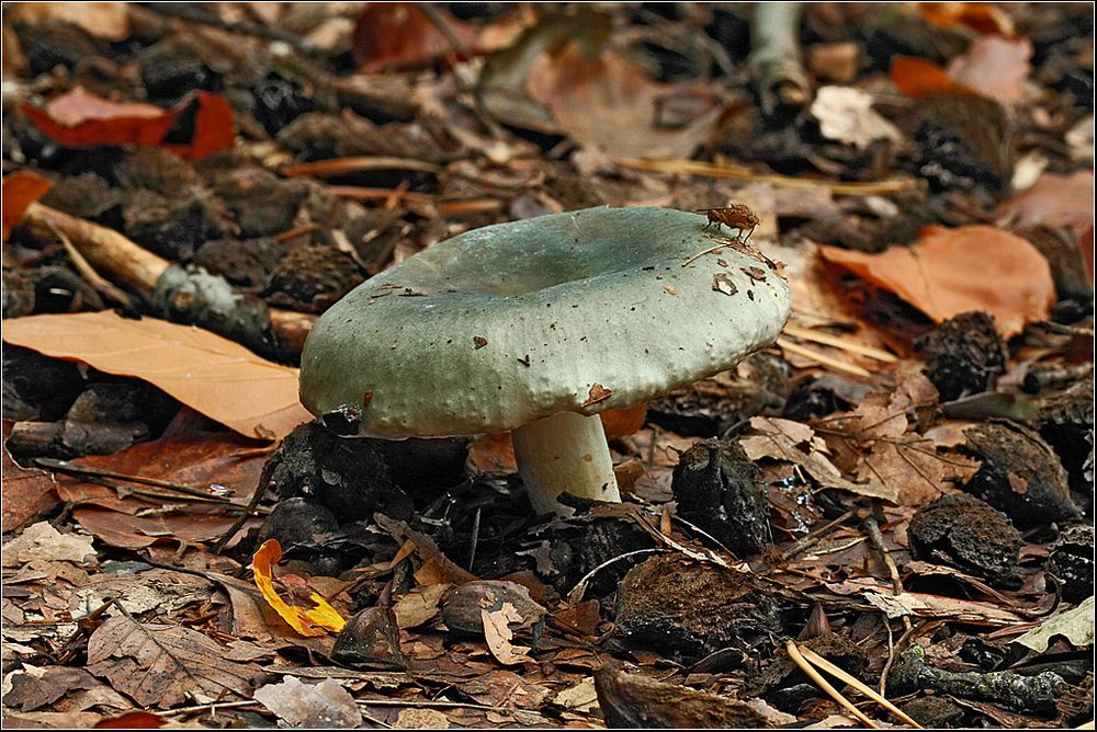 Grüner Täubling Foto &amp; Bild | pflanzen, pilze &amp; flechten, pilze ...