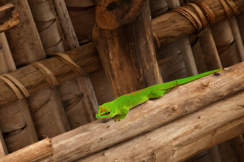 Grüner Taggecko