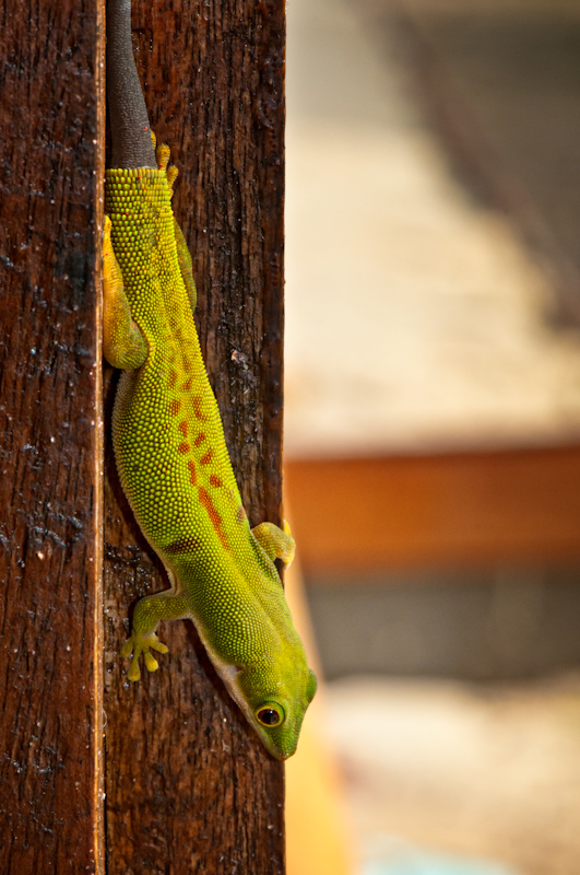 Grüner Taggecko