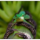 Grüner Taggecko auf Bananenblütte