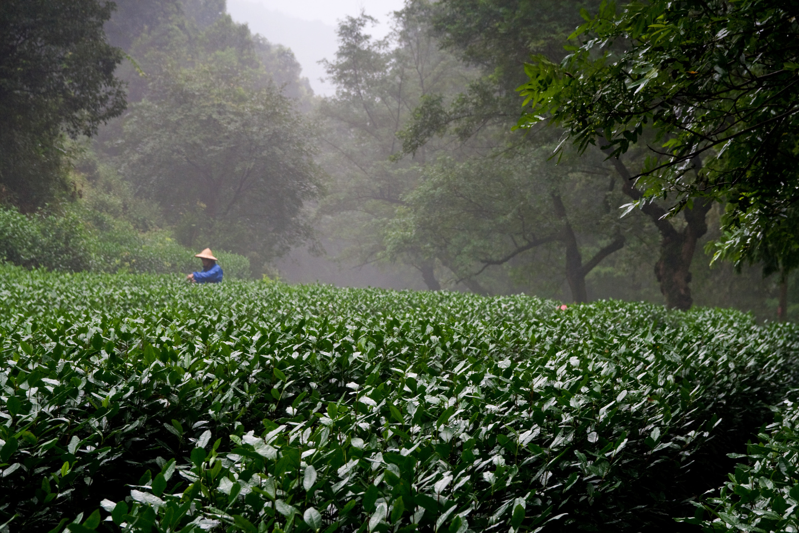 Grüner Tee in Hangzhou...