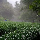 Grüner Tee in Hangzhou...