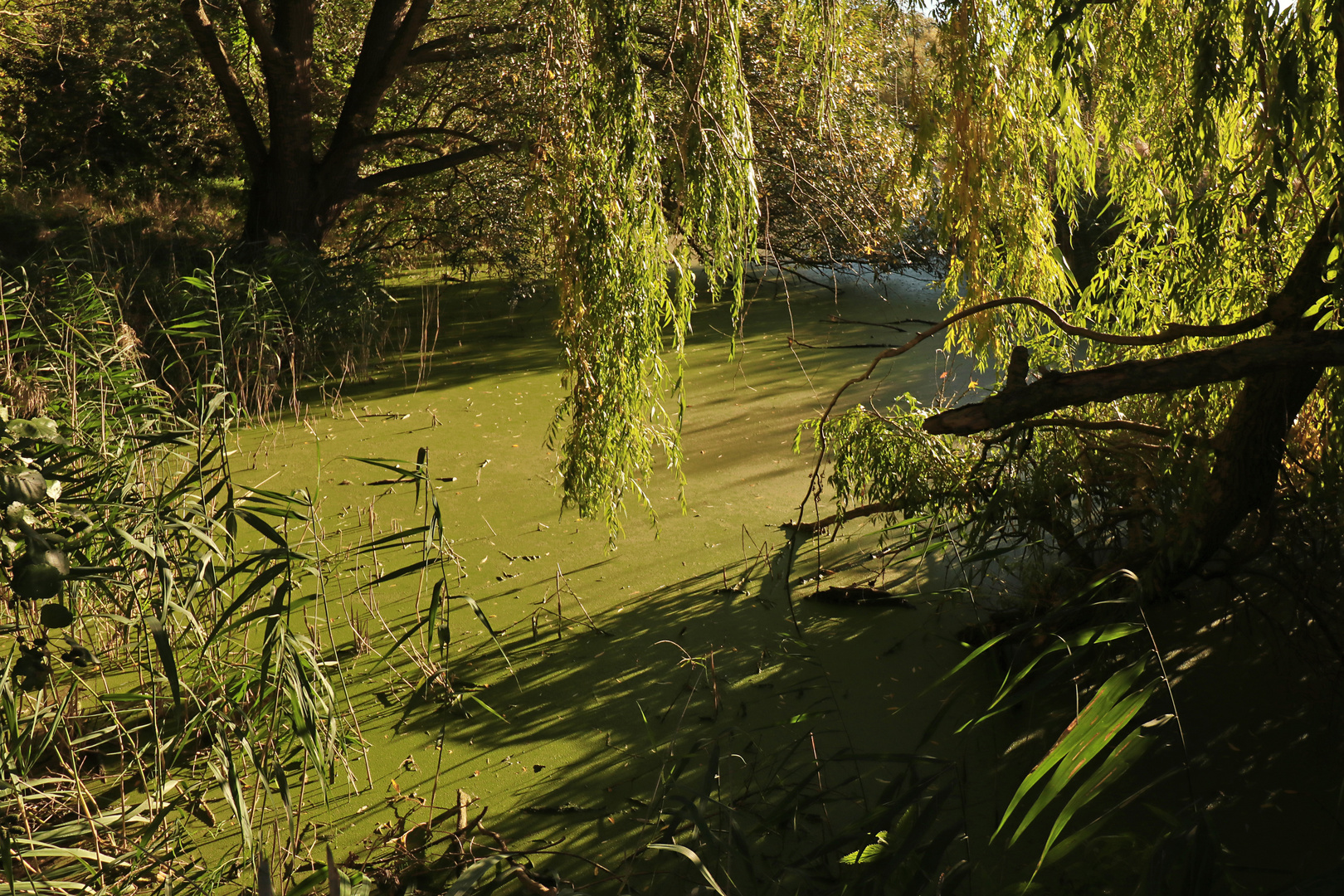 Grüner Teich Foto & Bild oktober, landschaften, wasser Bilder auf