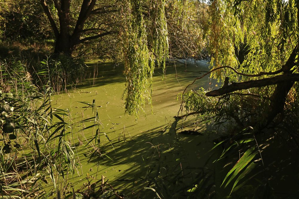 Grüner Teich Foto & Bild oktober, landschaften, wasser Bilder auf