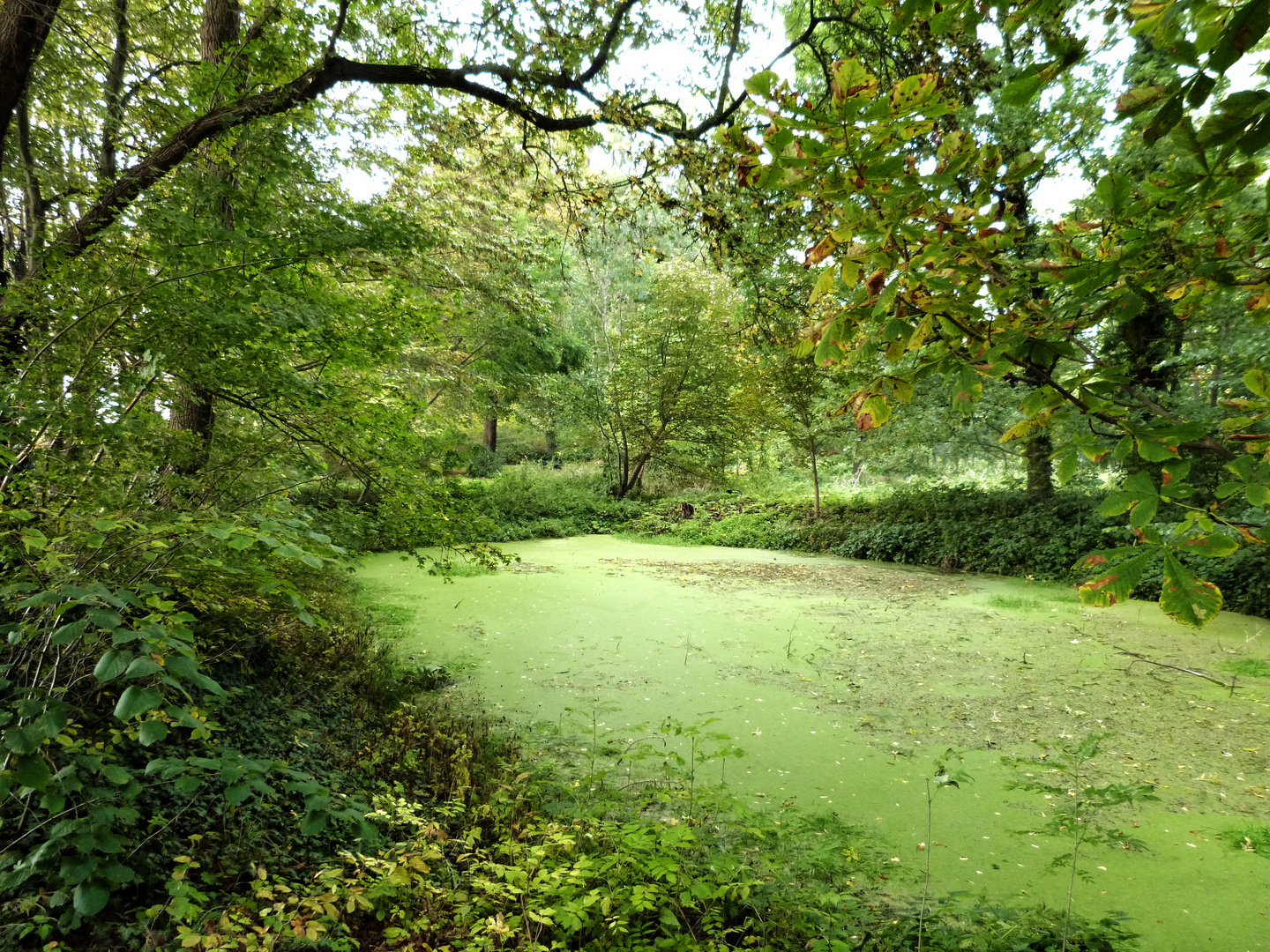 Grüner Teich im Herbst