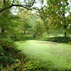 Grüner Teich im Herbst