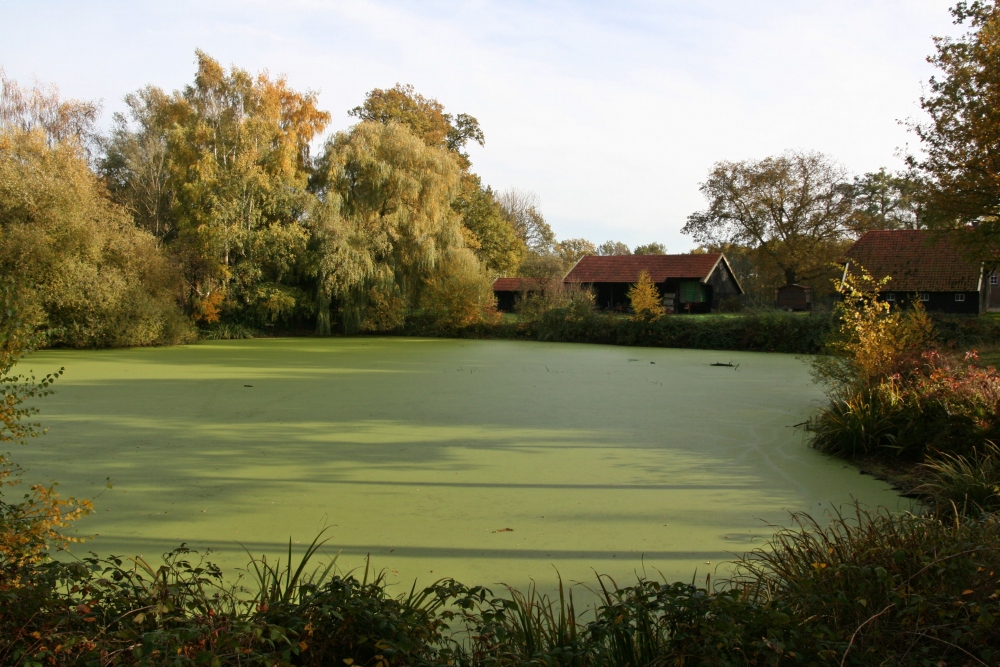 Grüner Teich zum zweiten