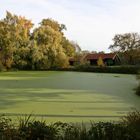 Grüner Teich zum zweiten