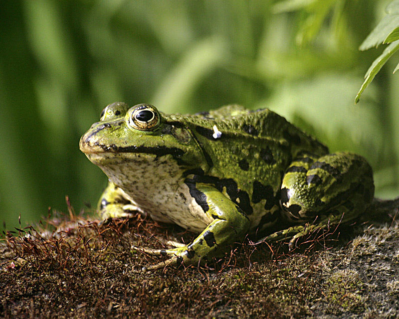 grüner Teichbewohner