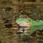 grüner Teichfrosch