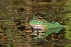 grüner Teichfrosch