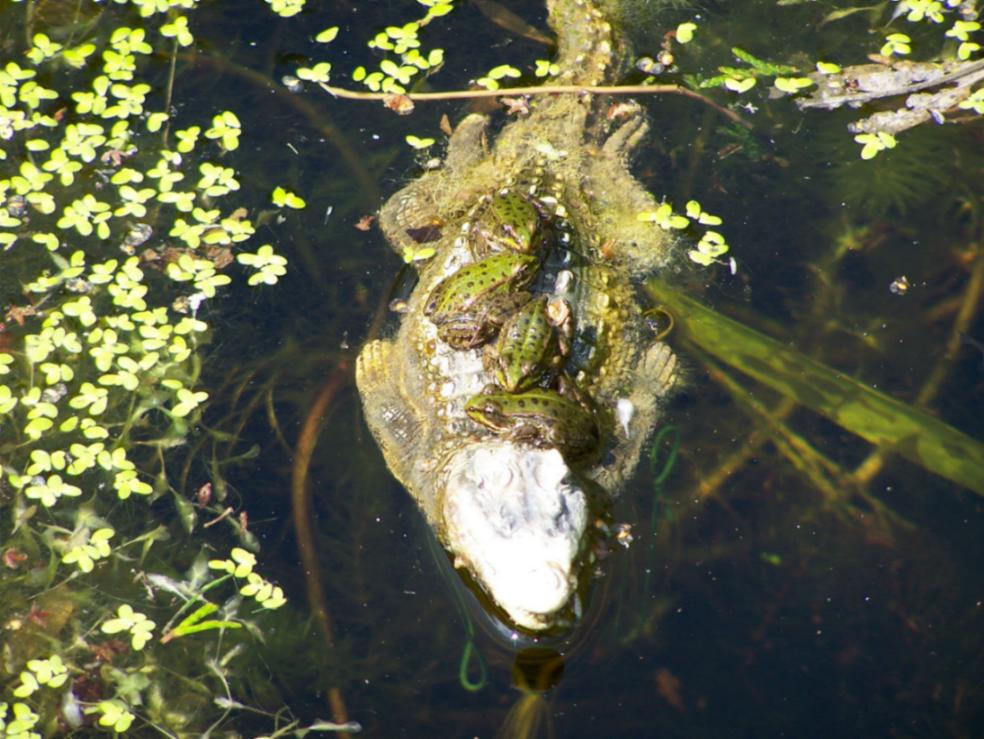 Grüner Teichfrosch --> Fertigmachen zur Abreise...Bild 2