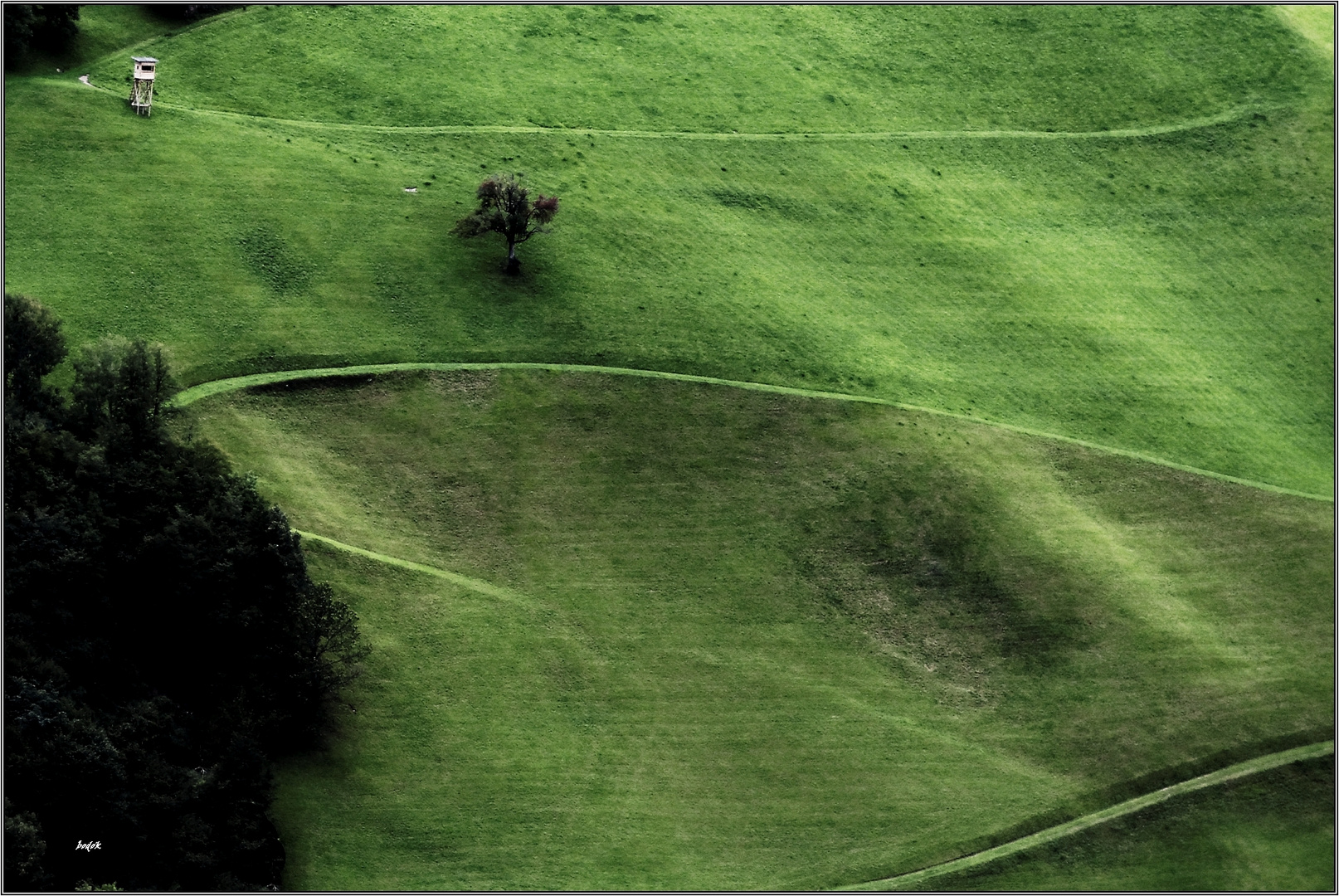 Grüner Teppich  -  green carpet