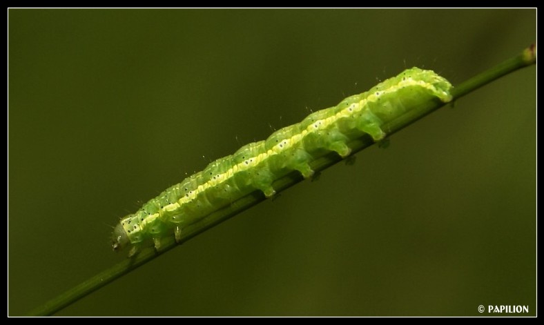 grüner TGV