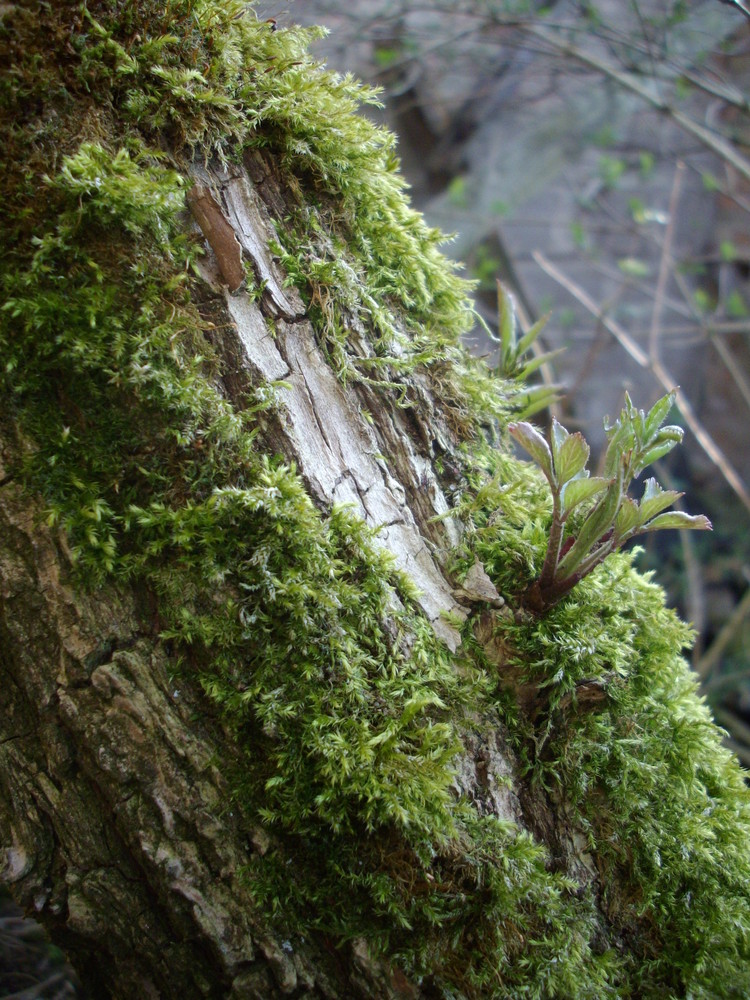 grüner Traum