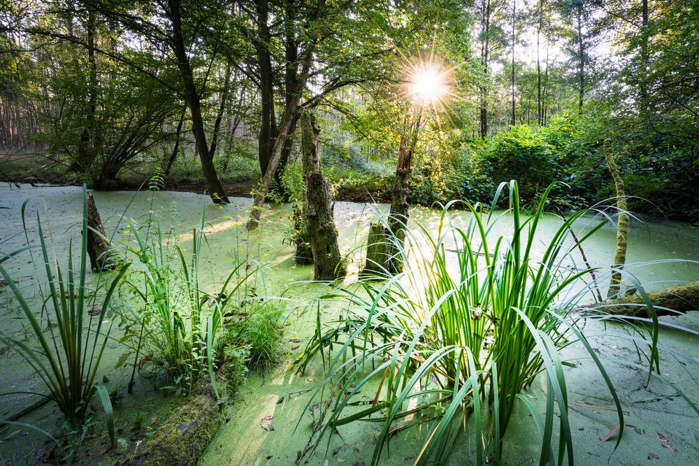 Grüner Tümpel Foto & Bild landschaft, bach, fluss & see, see, teich