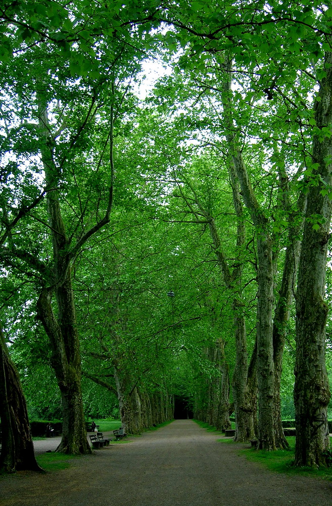 Grüner Tunnel