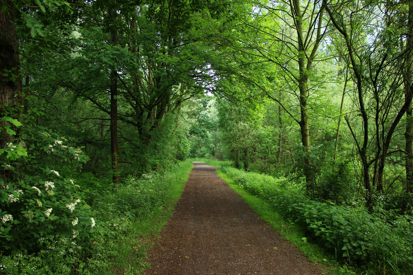 Grüner Tunnel