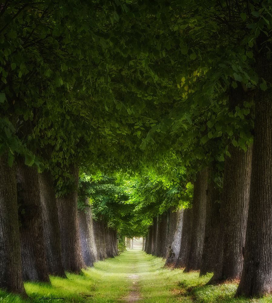 grüner Tunnel ...