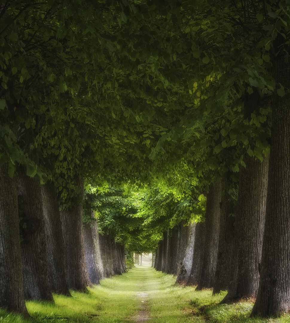 grüner Tunnel ...