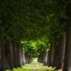 grüner Tunnel ...