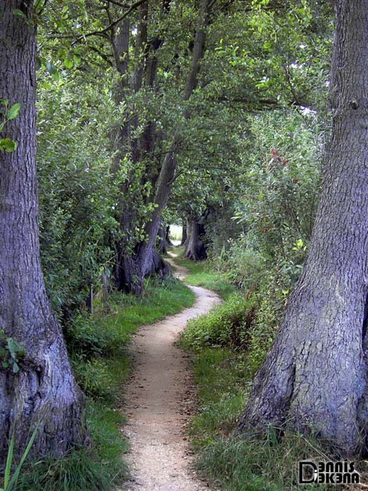 Grüner Tunnel