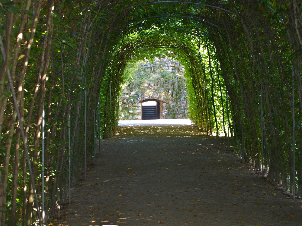 Grüner Tunnel in der Eremitage Bayreuth Foto & Bild landschaft