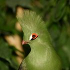 Grüner unbekannter Vogel im Zoo Basel/CH