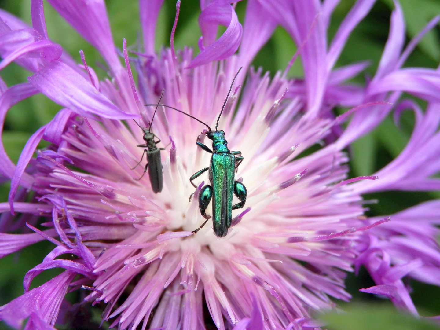 Grüner und Grünlicher Scheinbockkäfer (Oedemera nobilis und Oedemera lurida)