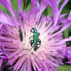 Grüner und Grünlicher Scheinbockkäfer (Oedemera nobilis und Oedemera lurida)