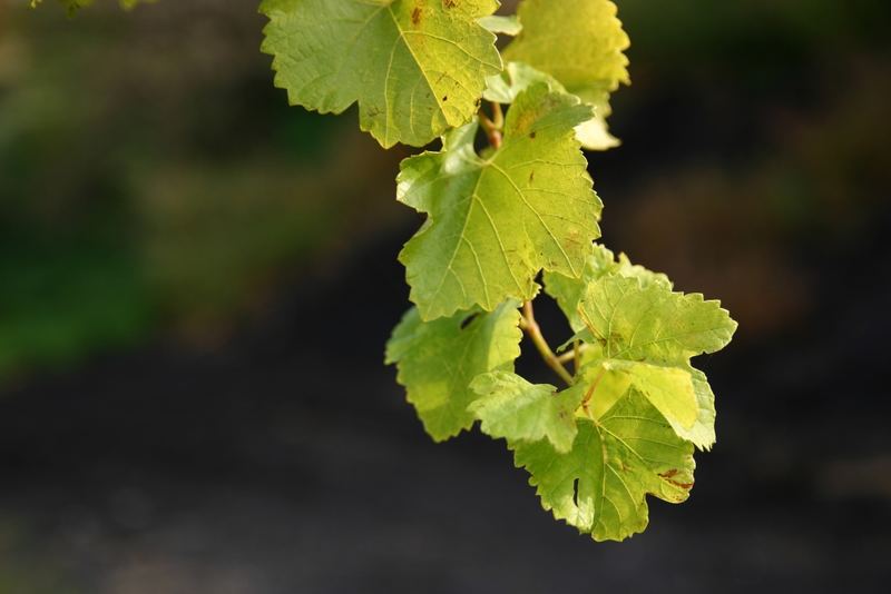 Grüner Veltliner