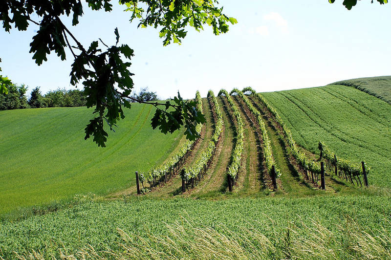 Grüner Veltliner