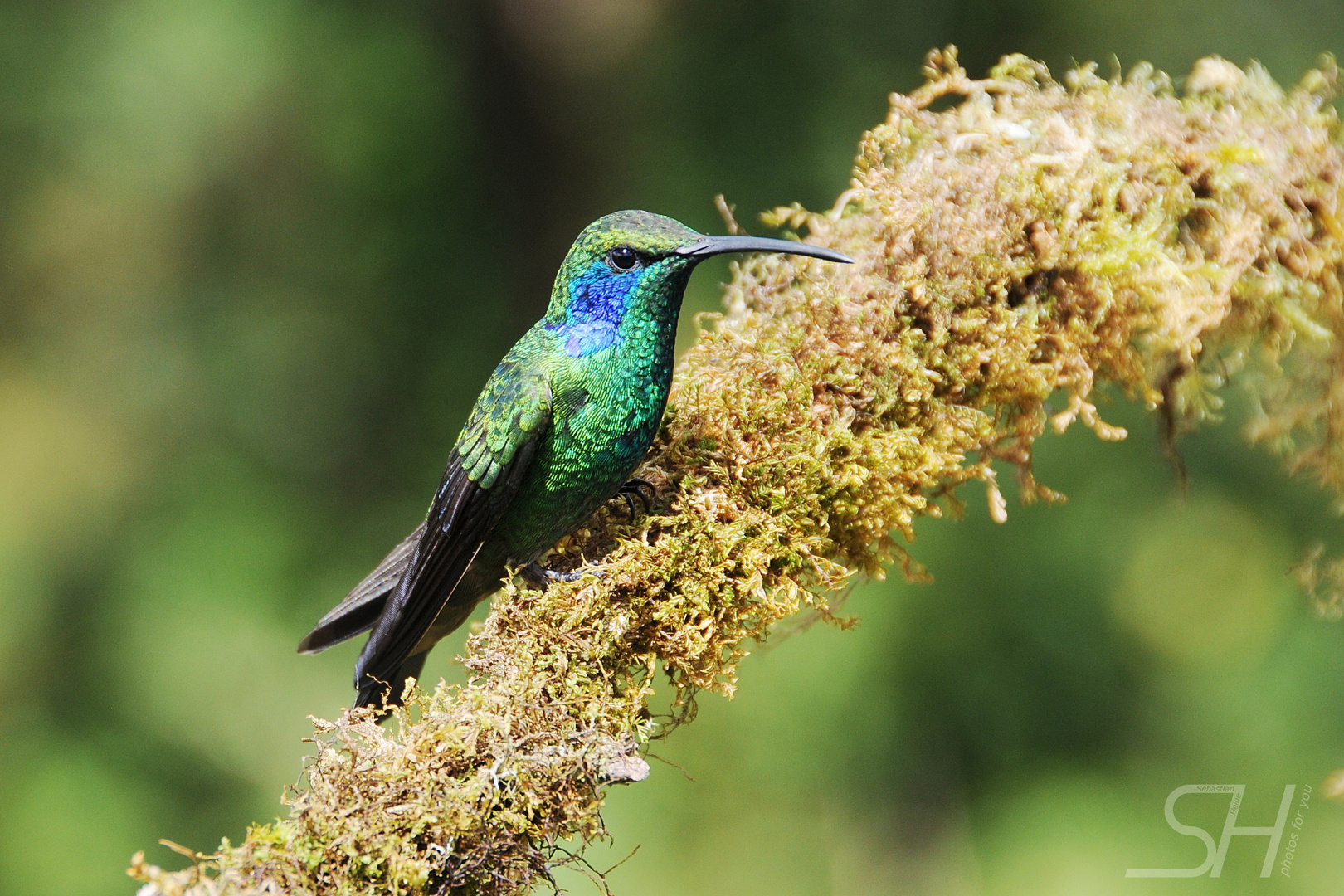Grüner Violettohr-Kolibri