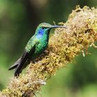 Grüner Violettohr-Kolibri